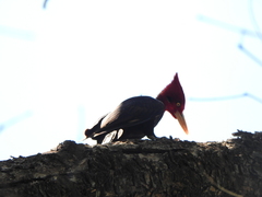 Campephilus leucopogon