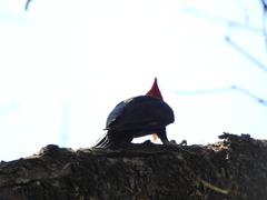 Campephilus leucopogon