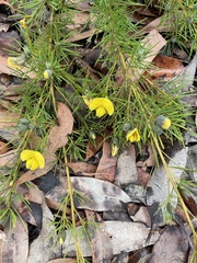 Gompholobium grandiflorum