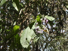 Tracheophyta