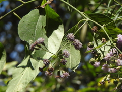 Tracheophyta