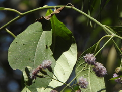 Tracheophyta