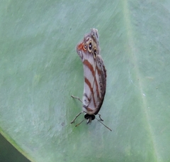 Euptychia