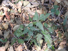 Tracheophyta