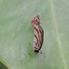 Euptychia