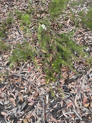 Gompholobium grandiflorum