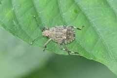 Halyomorpha halys