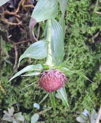 Elleanthus capitatus