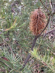 Banksia spinulosa