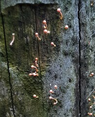 Nectria pseudotrichia