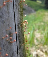 Nectria pseudotrichia