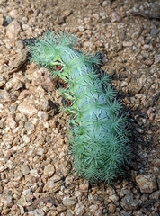 Automeris cecrops pamina