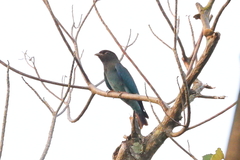 Eurystomus orientalis