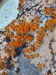 Xanthocarpia feracissima