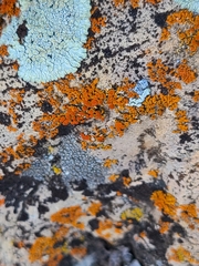 Xanthocarpia feracissima