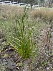 Philydrum lanuginosum