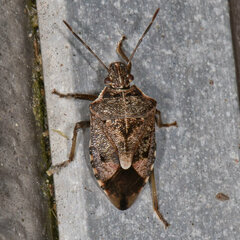 Podisus serieventris