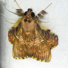 Sosxetra grata