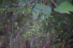 Orthosia