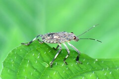 Halyomorpha halys