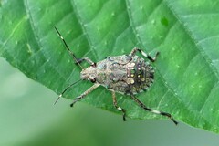 Halyomorpha halys