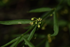 Orthosia