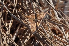 Pyrausta subsequalis