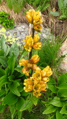 Gentiana punctata