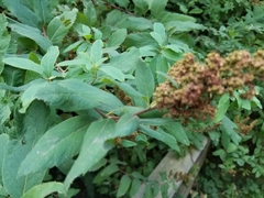 Spiraea douglasii