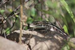 Aspidoscelis gularis