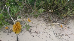 Dufourea flammea