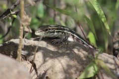 Aspidoscelis gularis