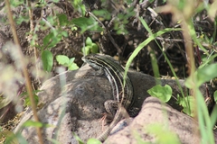 Aspidoscelis gularis