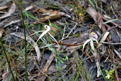 Caladenia venusta