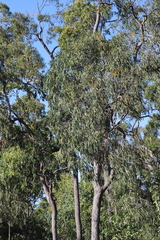 Corymbia nesophila