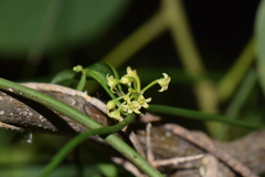 Orthosia