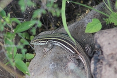 Aspidoscelis gularis