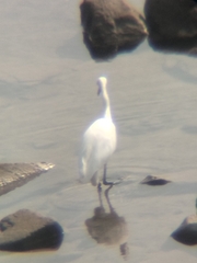 Egretta garzetta garzetta