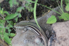 Aspidoscelis gularis