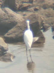 Egretta garzetta garzetta