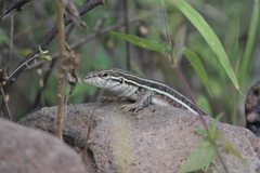 Aspidoscelis gularis