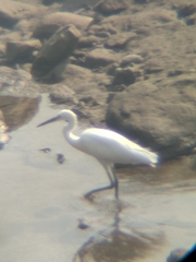 Egretta garzetta garzetta
