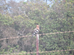 Upupa epops africana