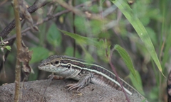 Aspidoscelis gularis