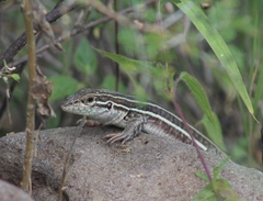 Aspidoscelis gularis