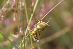 Melanoplus differentialis