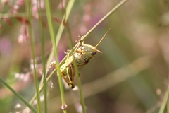 Melanoplus differentialis