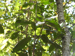 Tracheophyta
