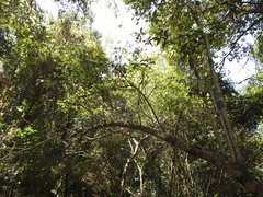 Tracheophyta