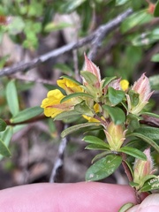 Hibbertia bracteata